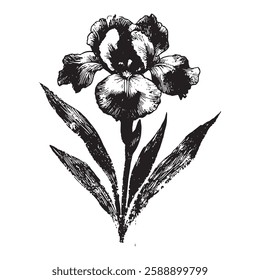 black and white vector illustration of an iris flower with elegant petals and leaves in a vintage engraving style. Perfect for botanical prints, floral patterns, and nature-themed designs.