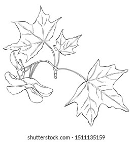 Black White Vector Illustration Maple Leaves Stock Vector (Royalty Free ...