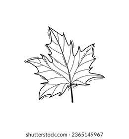 Black and white vector illustration of maple leaf in doodle style, sketch line art isolated on white background