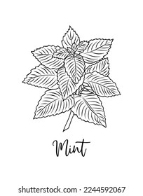 Black and white vector illustration of mint leaves isolated on white background. Kitchen herbs and spices monochrome drawing. Outline sketch for food label, menu, packaging design.