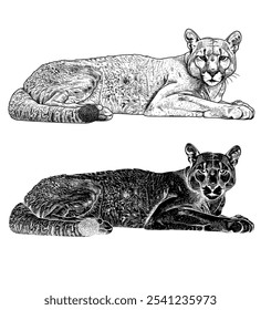 Black and white vector illustration mountain lion lying down