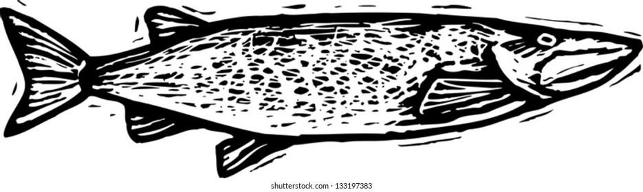 Black and white vector illustration of muskie or pike fish