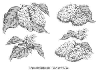 Black and white vector illustration of noni fruit set, leaves, flowers and slices. Hand drawn sketch in vintage style. Tropical superfood. For packaging, medical and botanical projects.