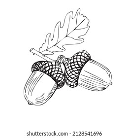 Black and white vector illustration of oak acorns. Sketch, outline, botanical art, graphic, coloring book