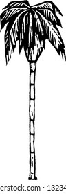 Black and white vector illustration of a palm tree
