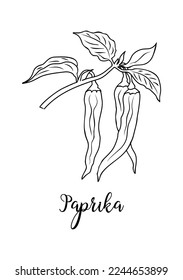 Black and white vector illustration of paprika pepper spice isolated on white background. Kitchen herbs and spices monochrome drawing. Outline sketch for food label, menu, packaging design.