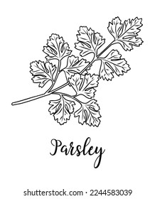 Black and white vector illustration of parsley plant isolated on white background. Kitchen herbs and spices monochrome drawing. Outline sketch for food label, menu, packaging design.