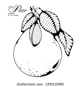 
Black and white vector illustration of a pear. Hand drawn fruit illustration
