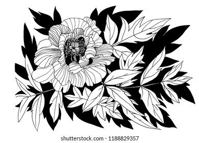 Black and white vector illustration peonies flowers