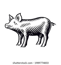 A black and white vector illustration of a piglet in engraving style