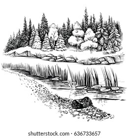 Black and white vector illustration of river landscape with forest. Bank of the river with reed, cattail trees and firs. Sketchy style.