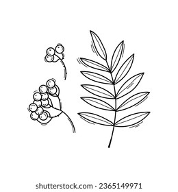 Black and white vector illustration of rowan leaves and berries in doodle style, sketch line art isolated on white background