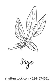 Black and white vector illustration of sage spice isolated on white background. Kitchen herbs and spices monochrome drawing. Outline sketch for food label, menu, packaging design.
