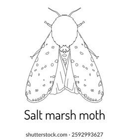 Black and white vector illustration of a Salt Marsh Moth (Estigmene acrea). Detailed entomological drawing for coloring books, educational materials, and nature-themed designs.