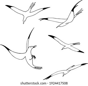 black and white vector illustration of a seagull