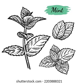 Black and white vector illustration set of mint plant in sketch style on transparent background.