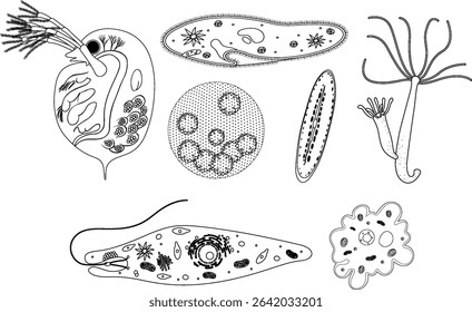 Black and white vector illustration showing various microorganisms with intricate details and scientific accuracy