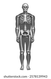 Black and white vector illustration of a skeleton in a human shape