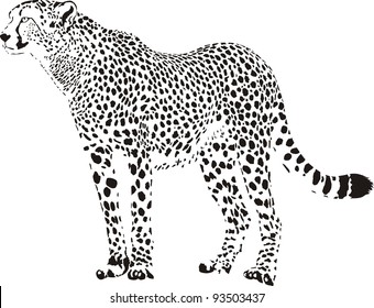 black and white vector illustration stationary cheetah