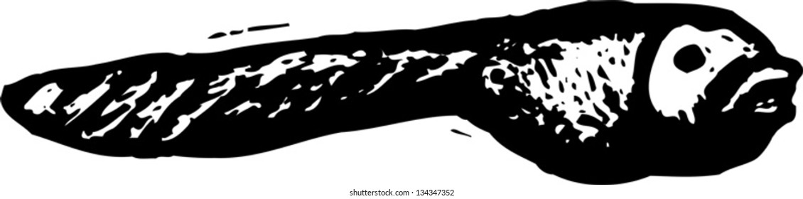 Black and white vector illustration of a tadpole