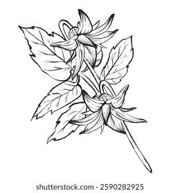 Black and white vector illustration of a tomato flower with leaves. Detailed contour drawing in vintage style. Ideal for packaging, cookbooks, menus, logos, and botanical designs. 