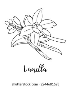 Ilustración vectorial en blanco y negro de flor de vainilla y palos aislados en fondo blanco. Dibujo monocromo de hierbas y especias de cocina. Esbozo de esquema para etiqueta alimentaria, menú, diseño de empaquetado.