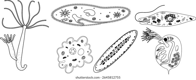 Ilustração vetorial em preto e branco de vários micro-organismos com detalhes intrincados e precisão científica