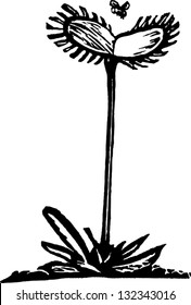 Black and white vector illustration of Venus fly trap