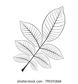 black and white vector illustration of a walnut leaf