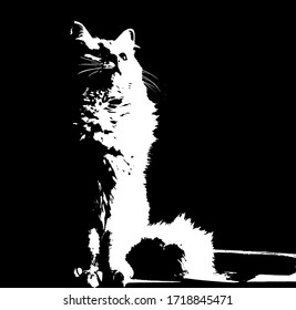 Black and white vector image of a cat. Silhouette of a white fluffy cat on a black background. Poster