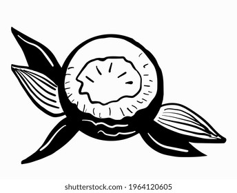Schwarz-Weiß-Vektorbild von Kokosblättern im Doodle-Stil. Sommerurlaub Konzept.