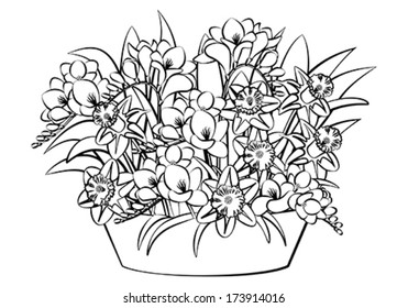 Black and white vector image of narcissus and freesia 