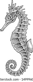 Black and white vector image of sea horse engraving style