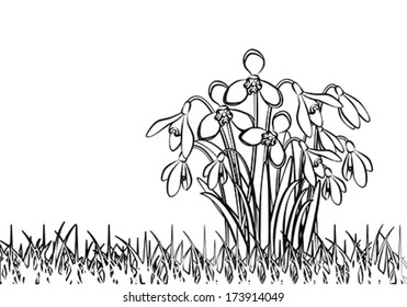 Black and white vector image of snowdrop