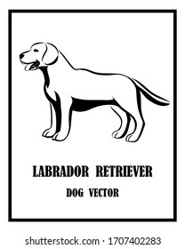 Black and white vector of Labrador Retriever dog. It is standing.