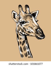 Black and white vector line drawing of a Giraffe's face