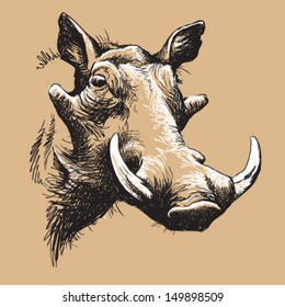 Black and white vector line drawing of a Warthog's face