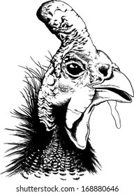 Black and white vector line drawing of a guinea fowl's head.