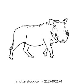 Black and white vector line drawing of a Warthog
