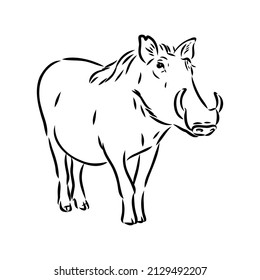 Black and white vector line drawing of a Warthog