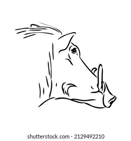Black and white vector line drawing of a Warthog