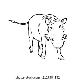 Black and white vector line drawing of a Warthog