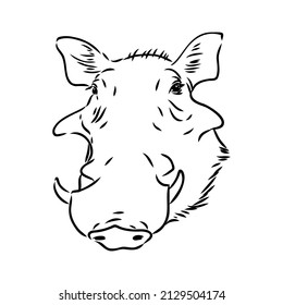 Black and white vector line drawing of a Warthog