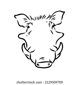 Black and white vector line drawing of a Warthog