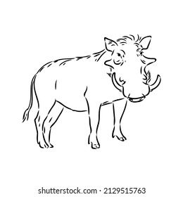 Black and white vector line drawing of a Warthog