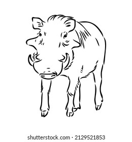 Black and white vector line drawing of a Warthog