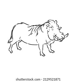 Black and white vector line drawing of a Warthog