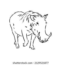 Black and white vector line drawing of a Warthog