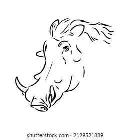 Black and white vector line drawing of a Warthog