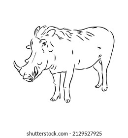 Black and white vector line drawing of a Warthog